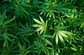 Limitaciones previstas por la Ley que regula el consumo de marihuana